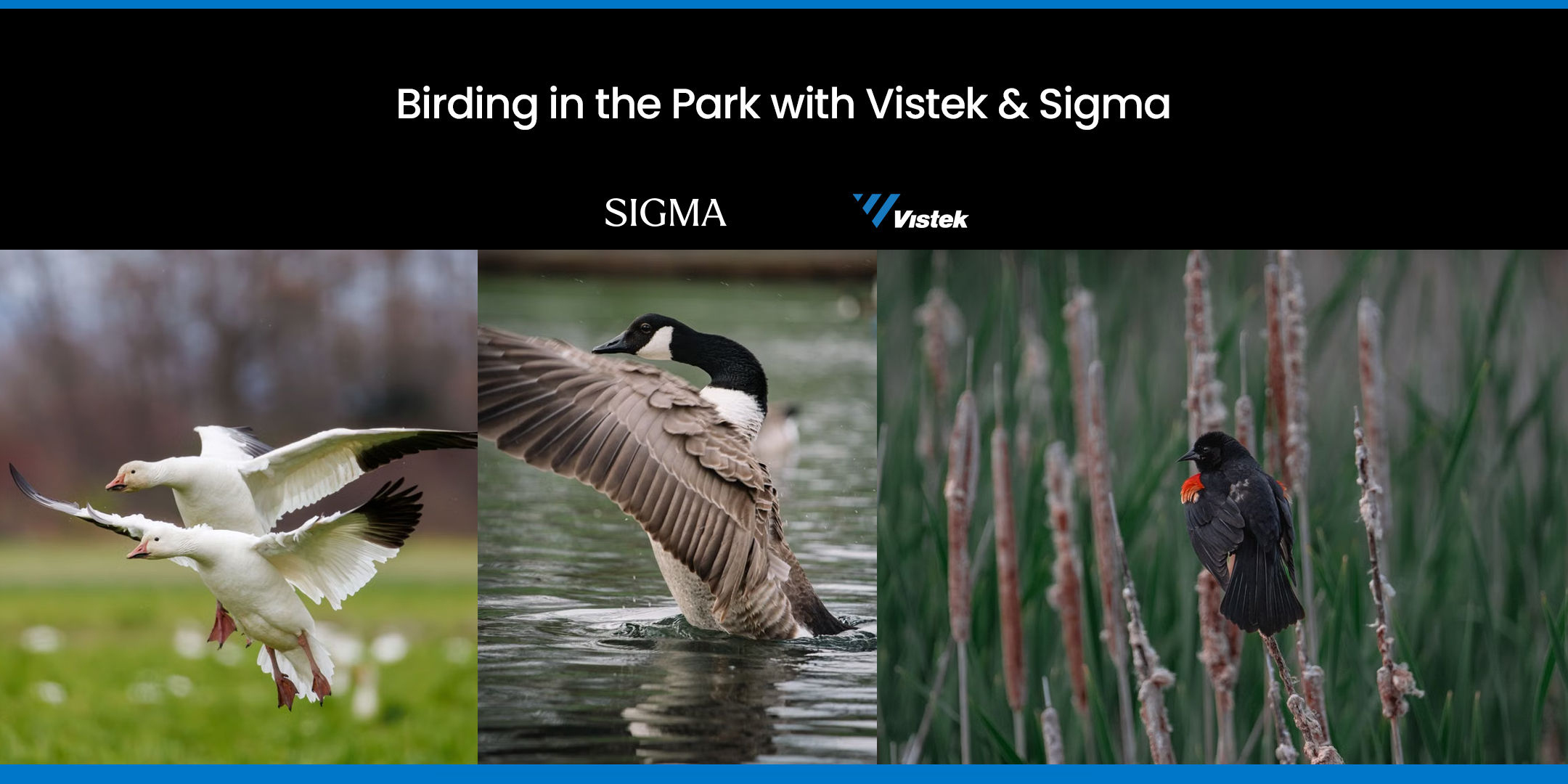 Birding in the Park with Vistek and Sigma