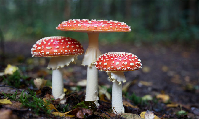 Mushroom in field