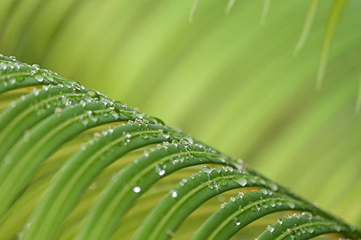 Extreme close-up of water droplets on a leaf