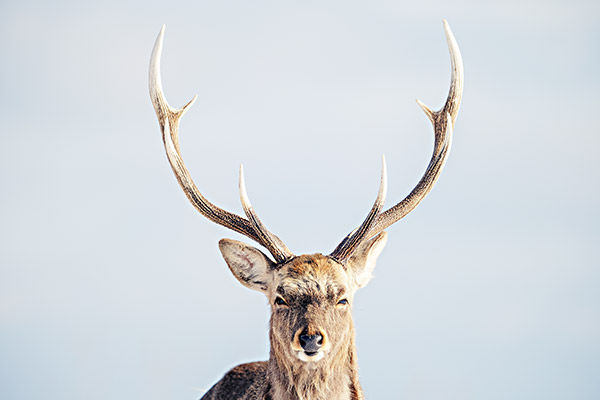 sample image of elk up close